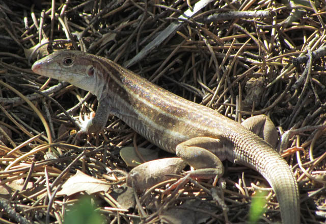 Gila Spotted Whiptail